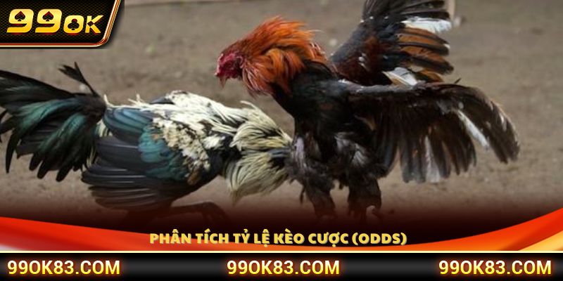 Đánh giá tỷ lệ cược giữa các chiến kê để chọn kèo 