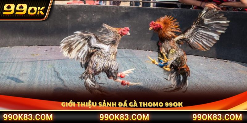 Tổng quan sảnh đá gà Thomo 99OK với các trận đấu kịch tính