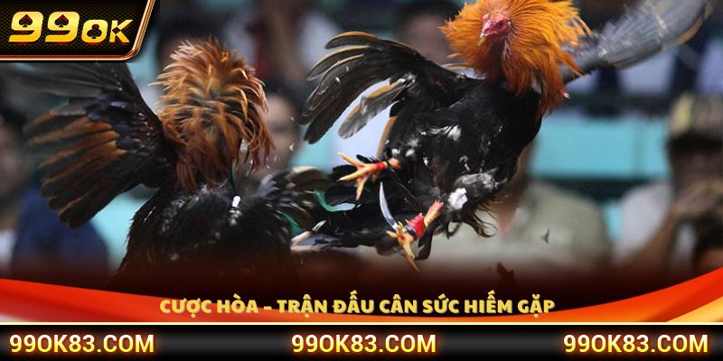 Hình thức cược hòa trong đá gà Thomo