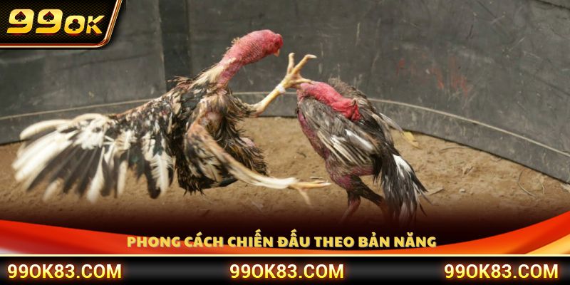 Gà chọi Việt chiến đấu dựa trên bản năng và phản xạ tự nhiên