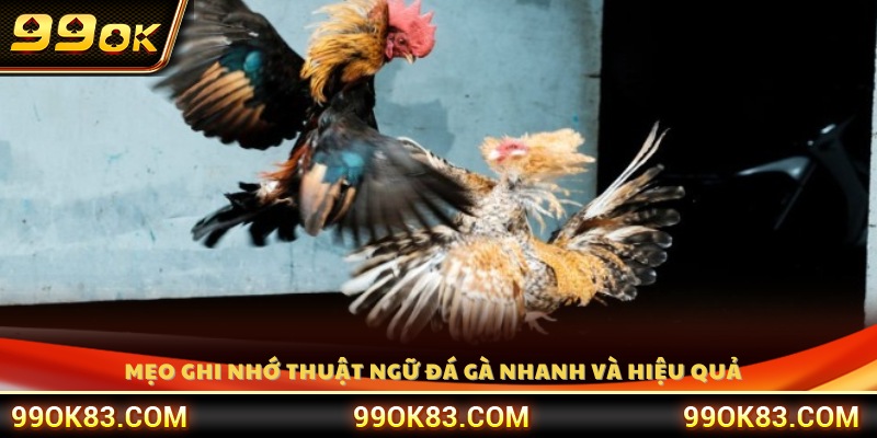 Bật mí mẹo học thuộc thuật ngữ đá gà dễ dàng